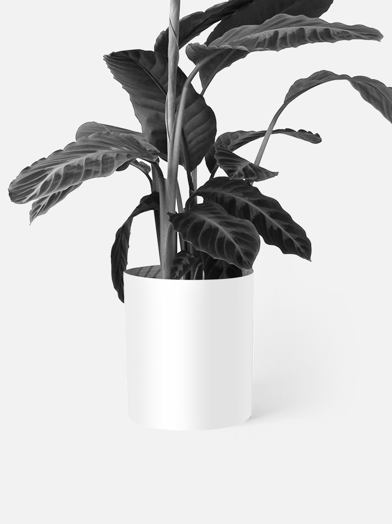 Cache Pot Noir et Blanc – Pots de Fleurs and Co